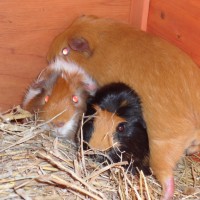 4 x Guinea Pigs*