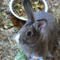 Baby Rabbits*