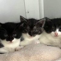 Luna’s Kittens*