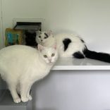 Pearl and Nova