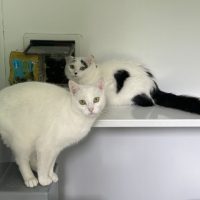 Pearl and Nova
