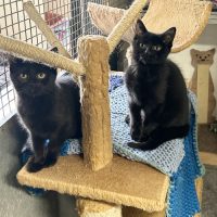 *Perkie and Binkie