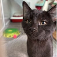 Pugsley and Wednesday