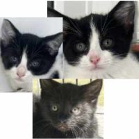 We 3 kits! We 3 kits!