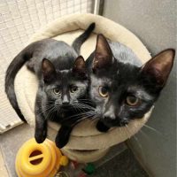 Black Kits Family