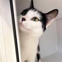 Señorita Señorita
